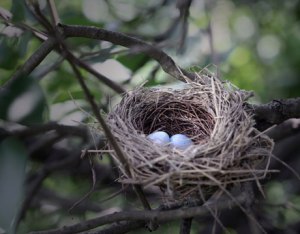 nest-eggs-bird-lg
